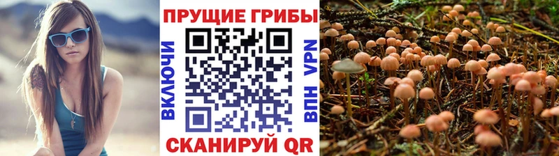 Галлюциногенные грибы Psilocybine cubensis  Спасск 